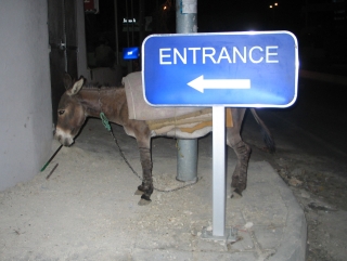 donkey