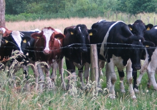 cows