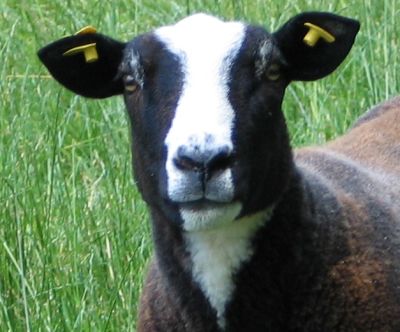 baaa