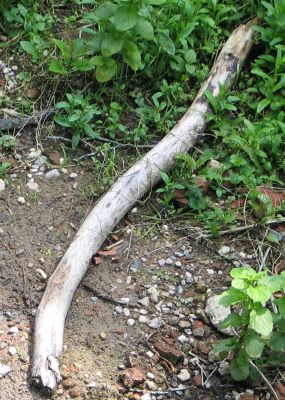 stick