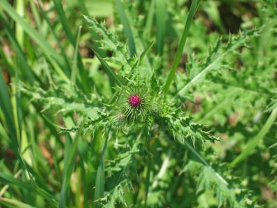 thistle